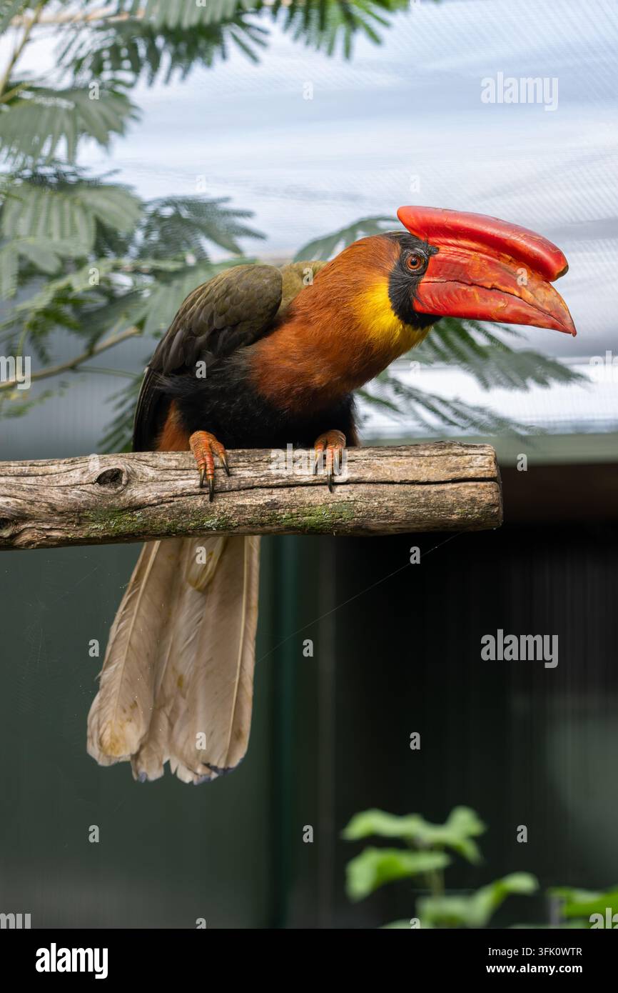 Nordlicher Rotkehl-Hornvogel Buceros hydrocorax, Brook Valley Zoo Stockfoto