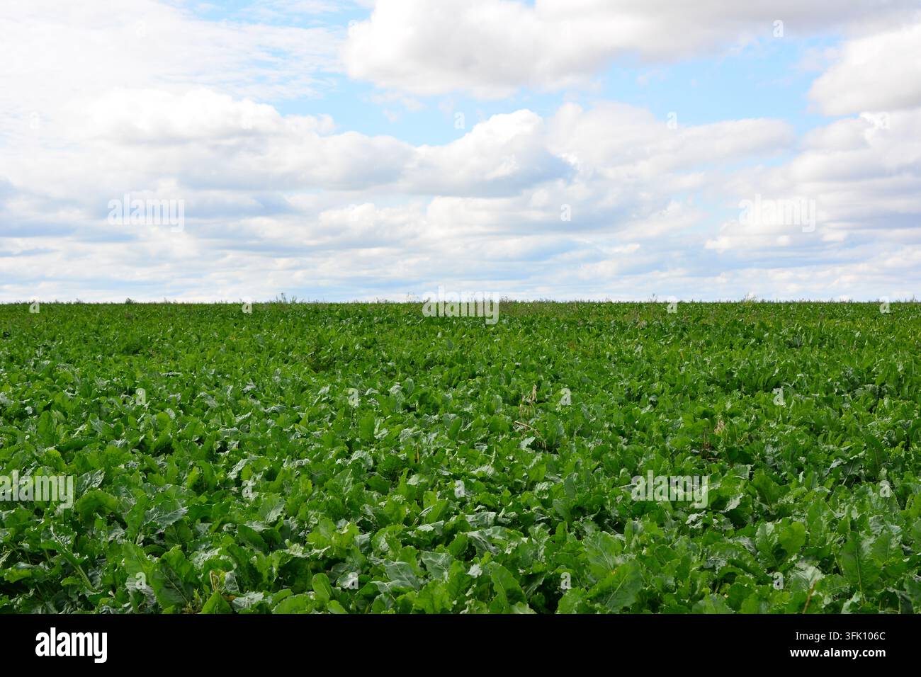 Weites grünes Zuckerrübenfeld unter einem bewölkten Himmel Stockfoto
