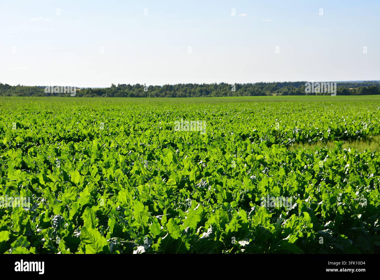 Üppiges grünes Zuckerrübenfeld unter einem blauen Himmel Stockfoto