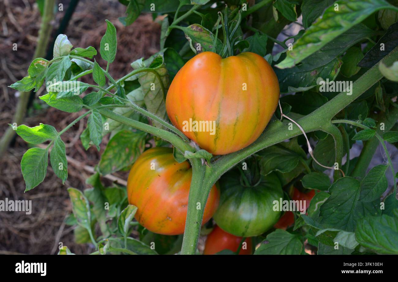 Eine Nahaufnahme von gestreifter Heirloom-Tomate, die an der Rebe reift Stockfoto