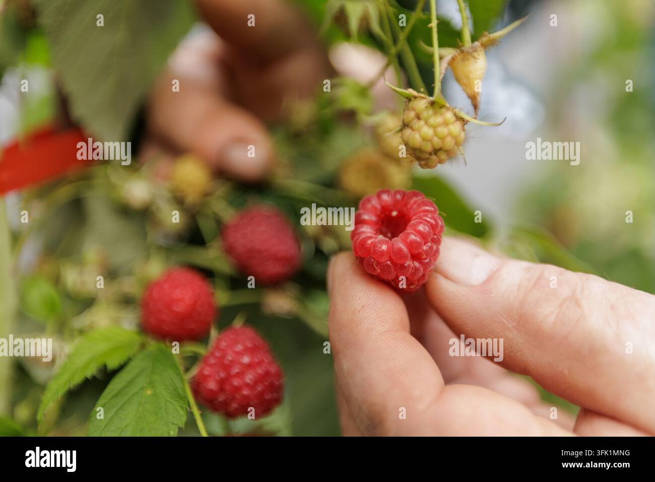 Nahaufnahme der Hand eines älteren Mannes, der eine reife Himbeere von einem fruchtenden Strauch pflückt, und illustriert Hausgärten, saisonale Ernte und frische Produkte. Stockfoto