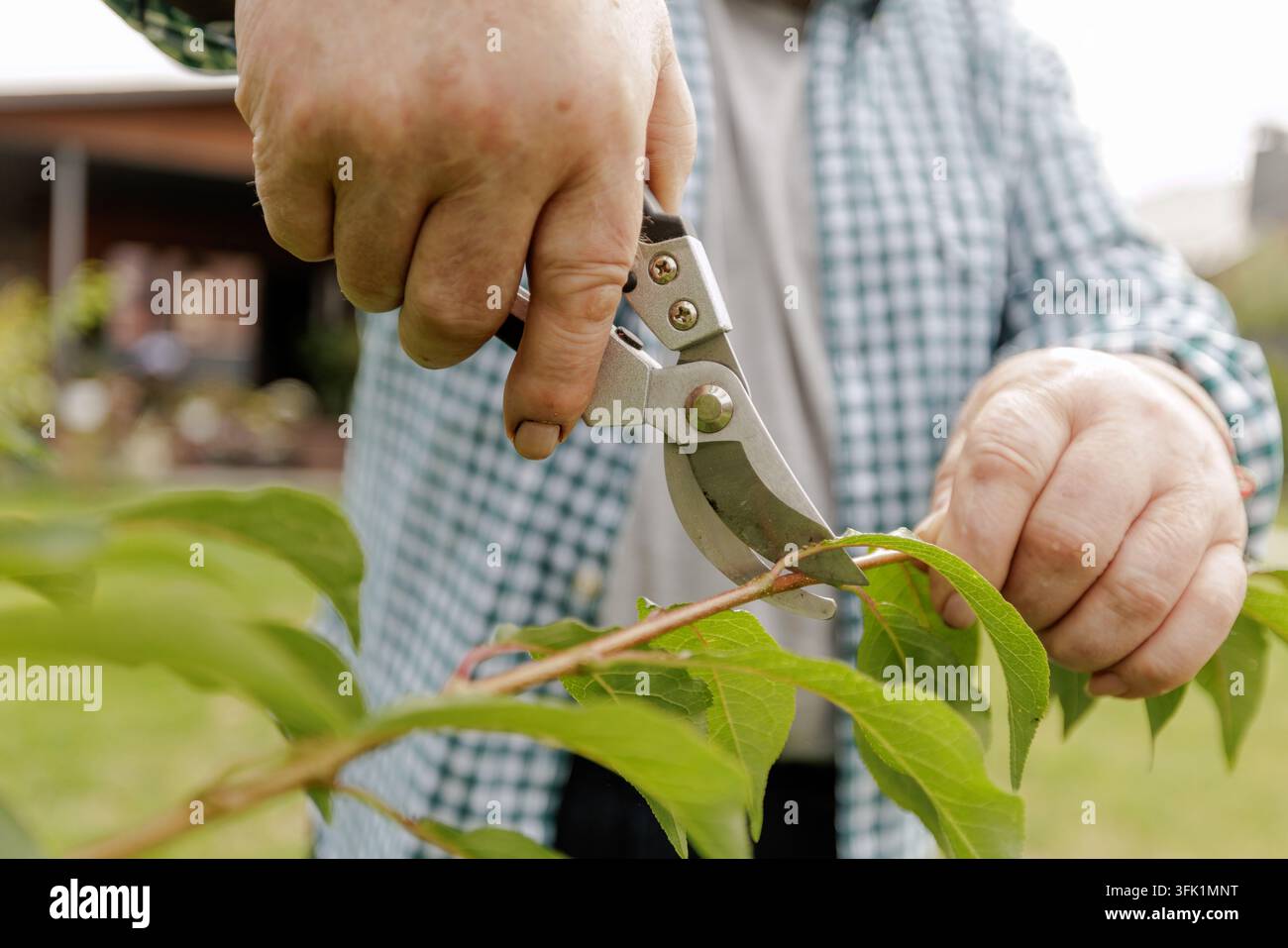 Nahaufnahme eines älteren Mannes, der einen belaubten Ast mit einer Astschere zu Hause schneidet, was Gartenpflege und Baumwartung veranschaulicht. Stockfoto
