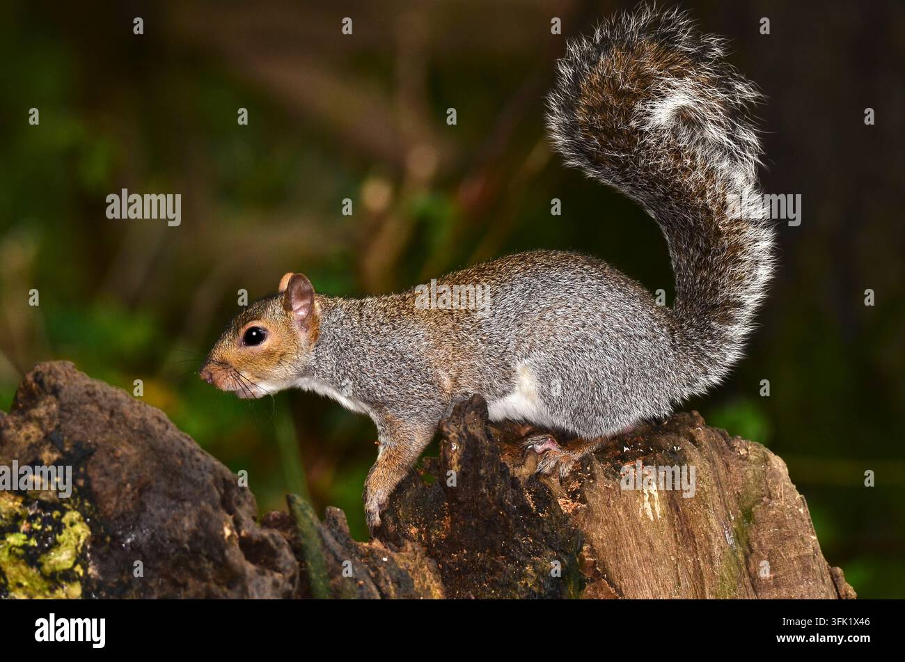 Aktives graues Eichhörnchen im Tageslicht, Dorset, UK Stockfoto