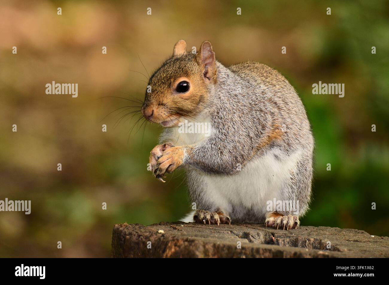 Aktives graues Eichhörnchen im Tageslicht, Dorset, UK Stockfoto