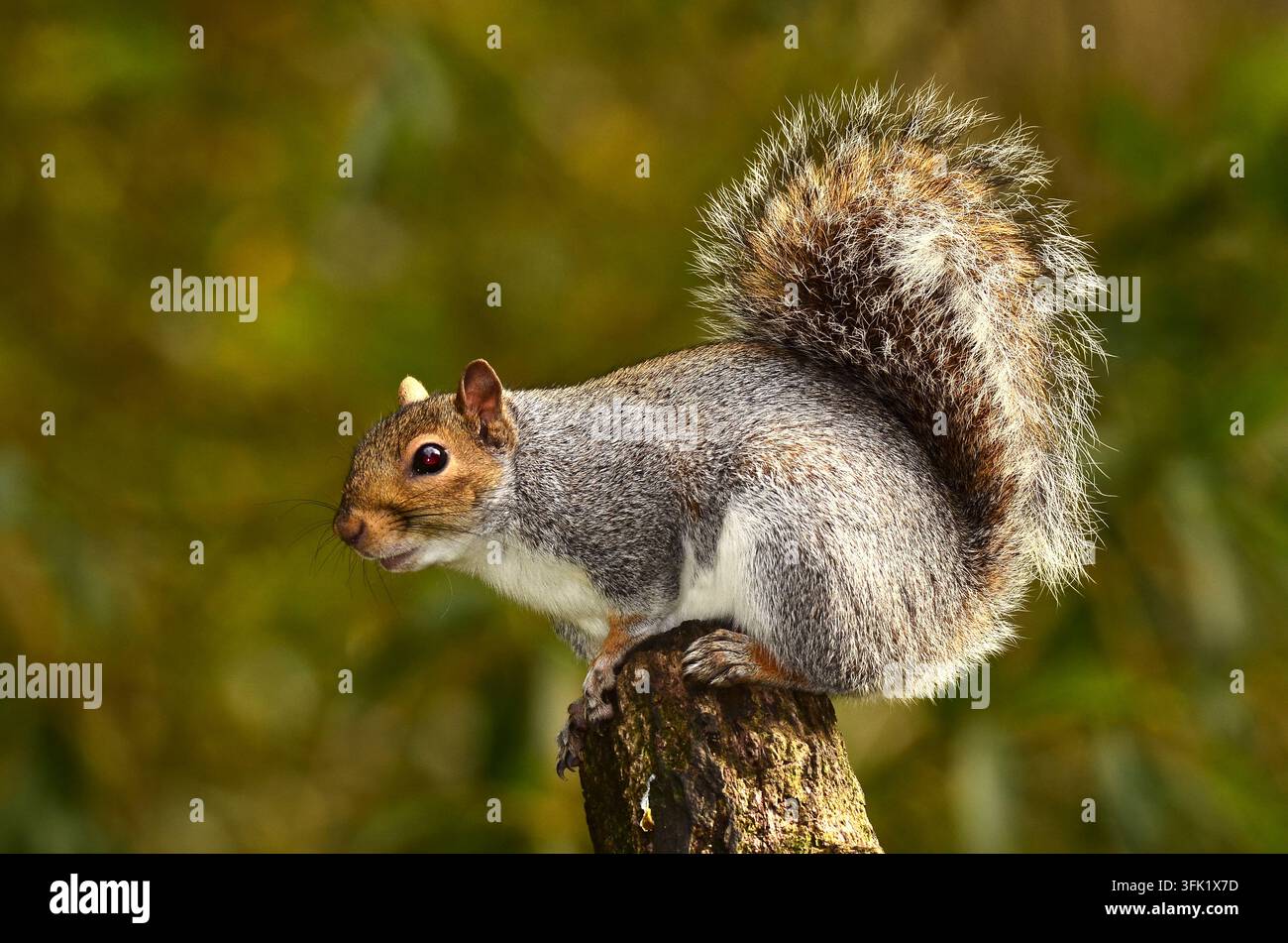 Aktives graues Eichhörnchen im Tageslicht, Dorset, UK Stockfoto
