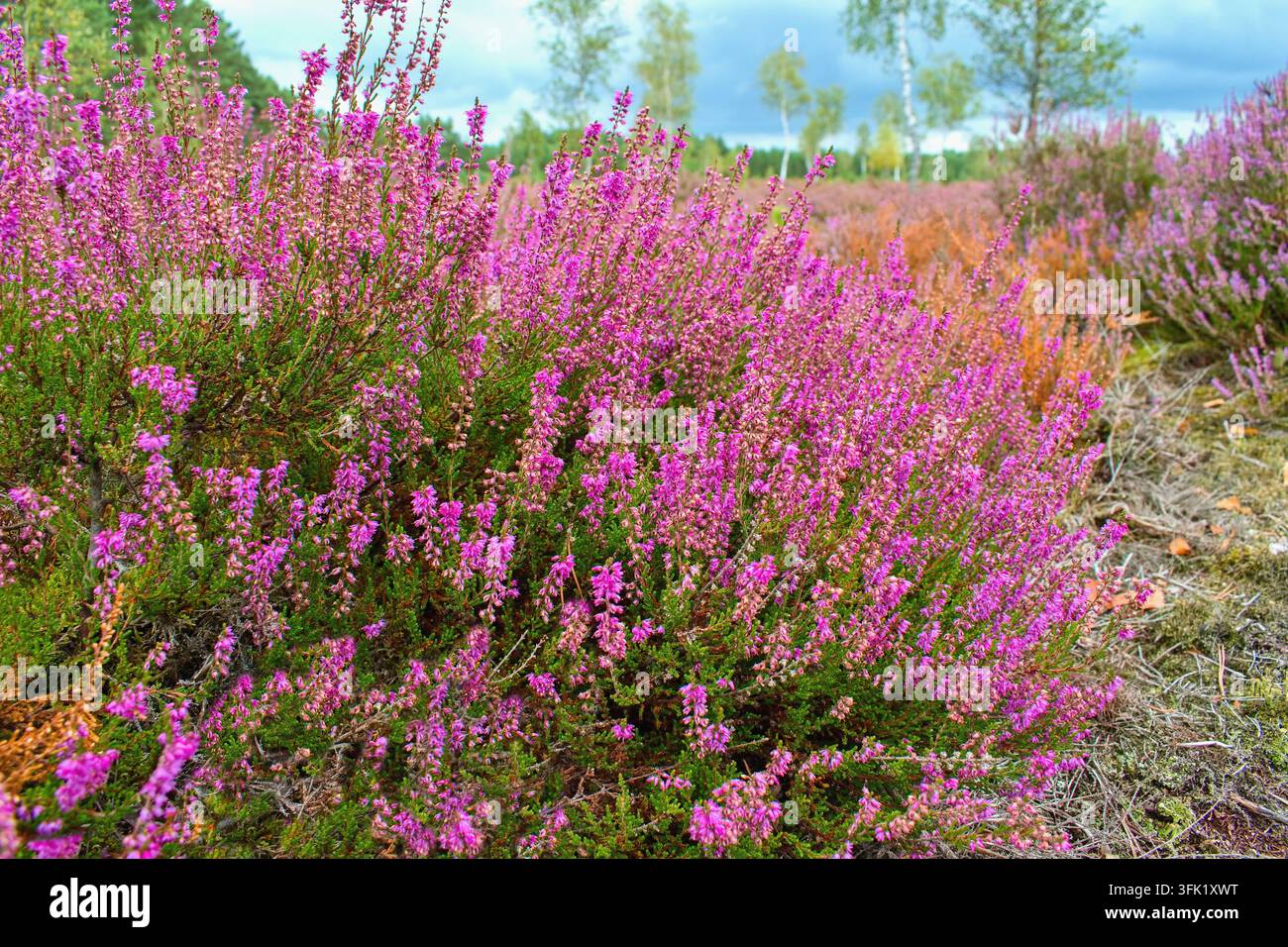 Reich blühende Gewöhnliche Heideblüten im Herbst - Calluna vulgaris Stockfoto