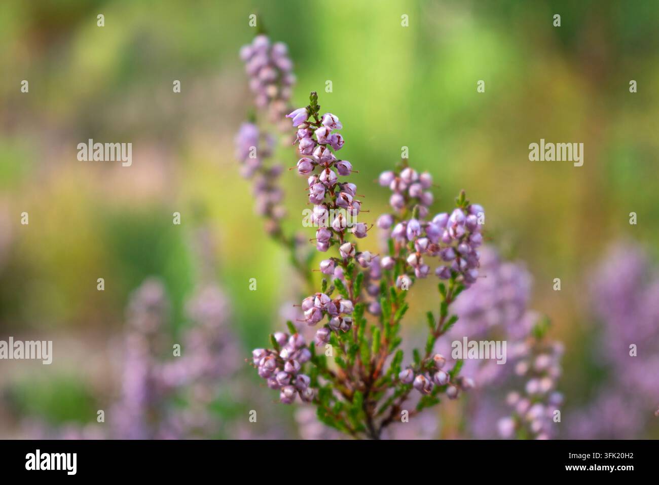 Heideblüten im Wald, Sommertag Stockfoto