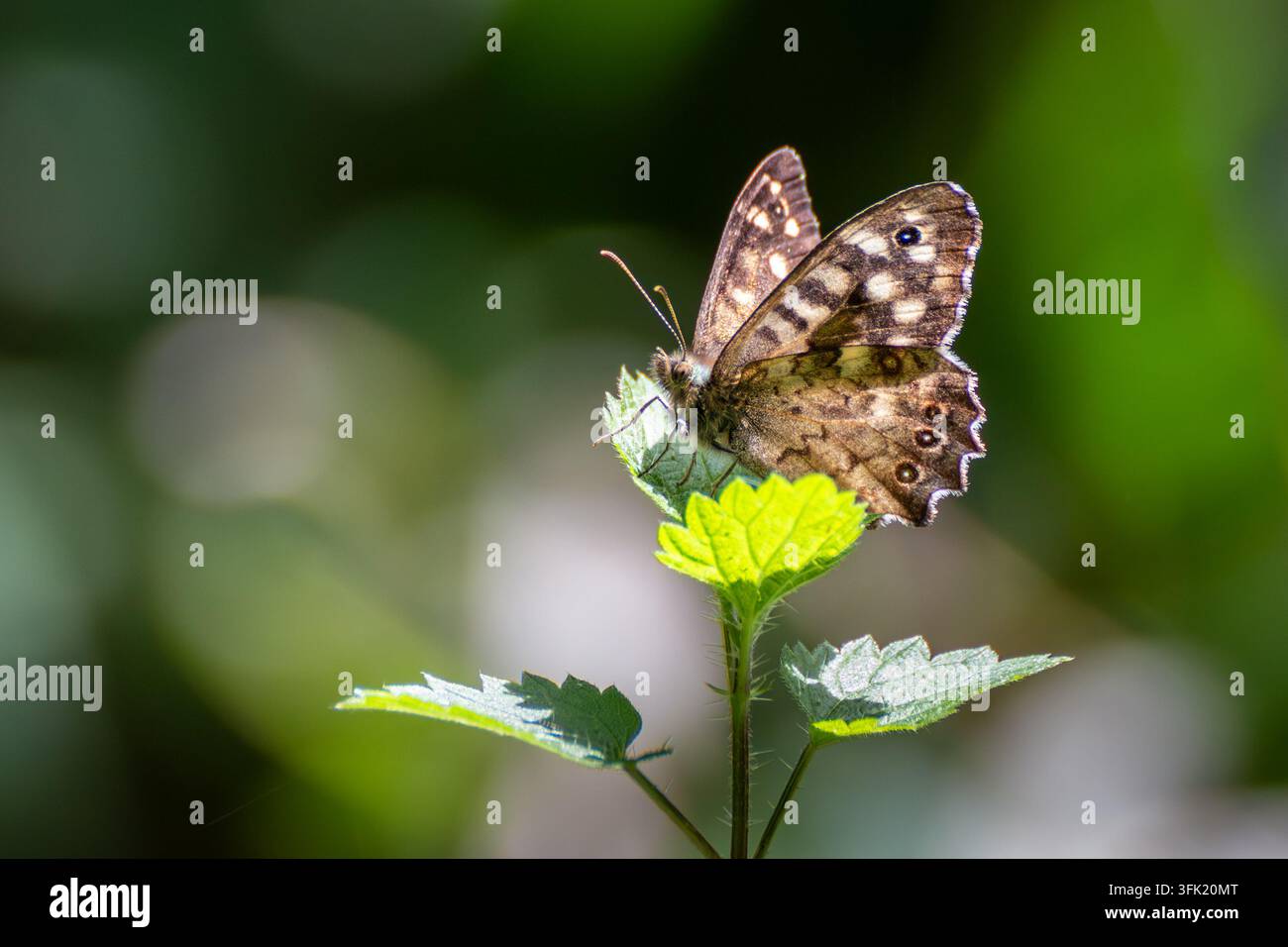 Gesprenkelter Waldschmetterling Pararge aegeria ruht auf einem grünen Blatt im Magor Marsh, Monmouthshire, Wales Stockfoto