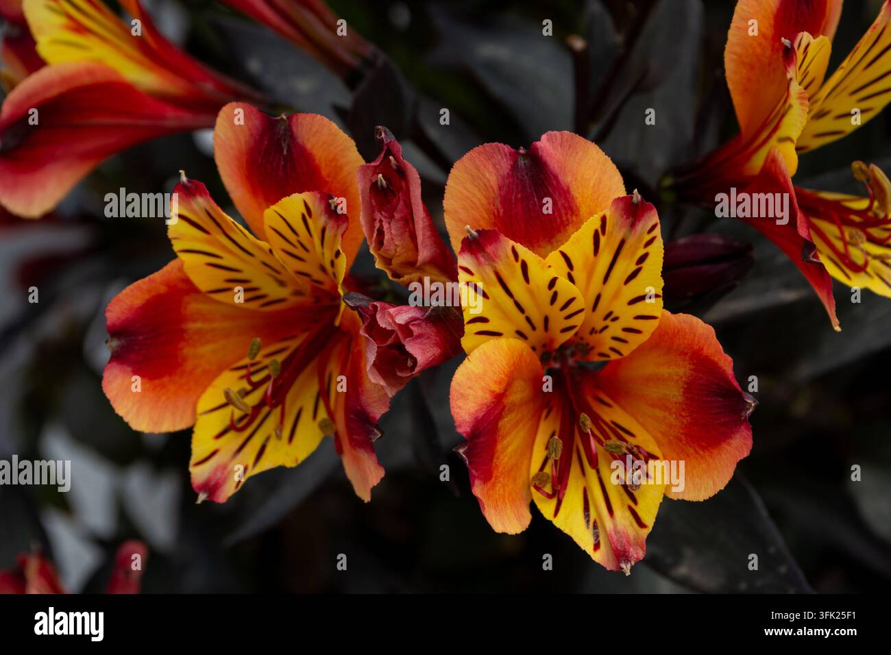Lebendige orange und gelbe Alstroemeria-Blüten auf dunklem Hintergrund Stockfoto