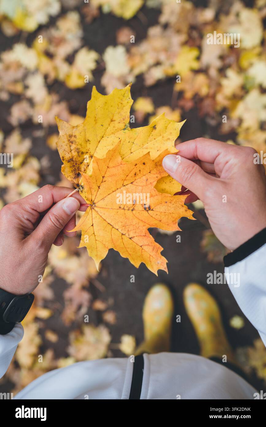Frau in gelben Gummistiefeln hält leuchtend gelbe Ahornblätter im Herbst während eines Spaziergangs im Park, Top-Down-Perspektive, trägt weiße Jacke und Smartwatch Stockfoto