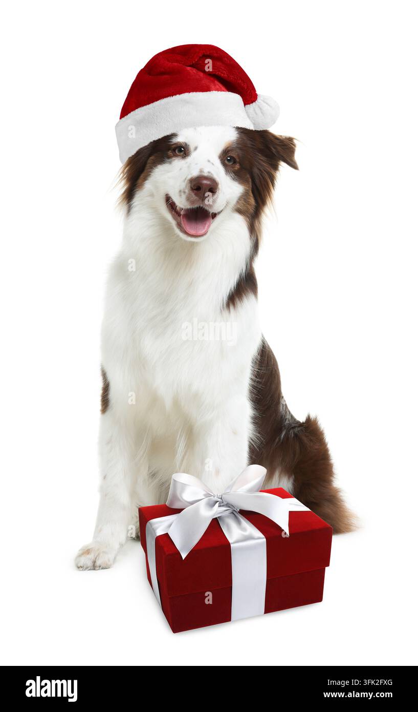 Süßer Border-Collie-Hund mit Weihnachtsmannmütze und Geschenkschachtel auf weißem Hintergrund. Weihnachtsfeier Stockfoto