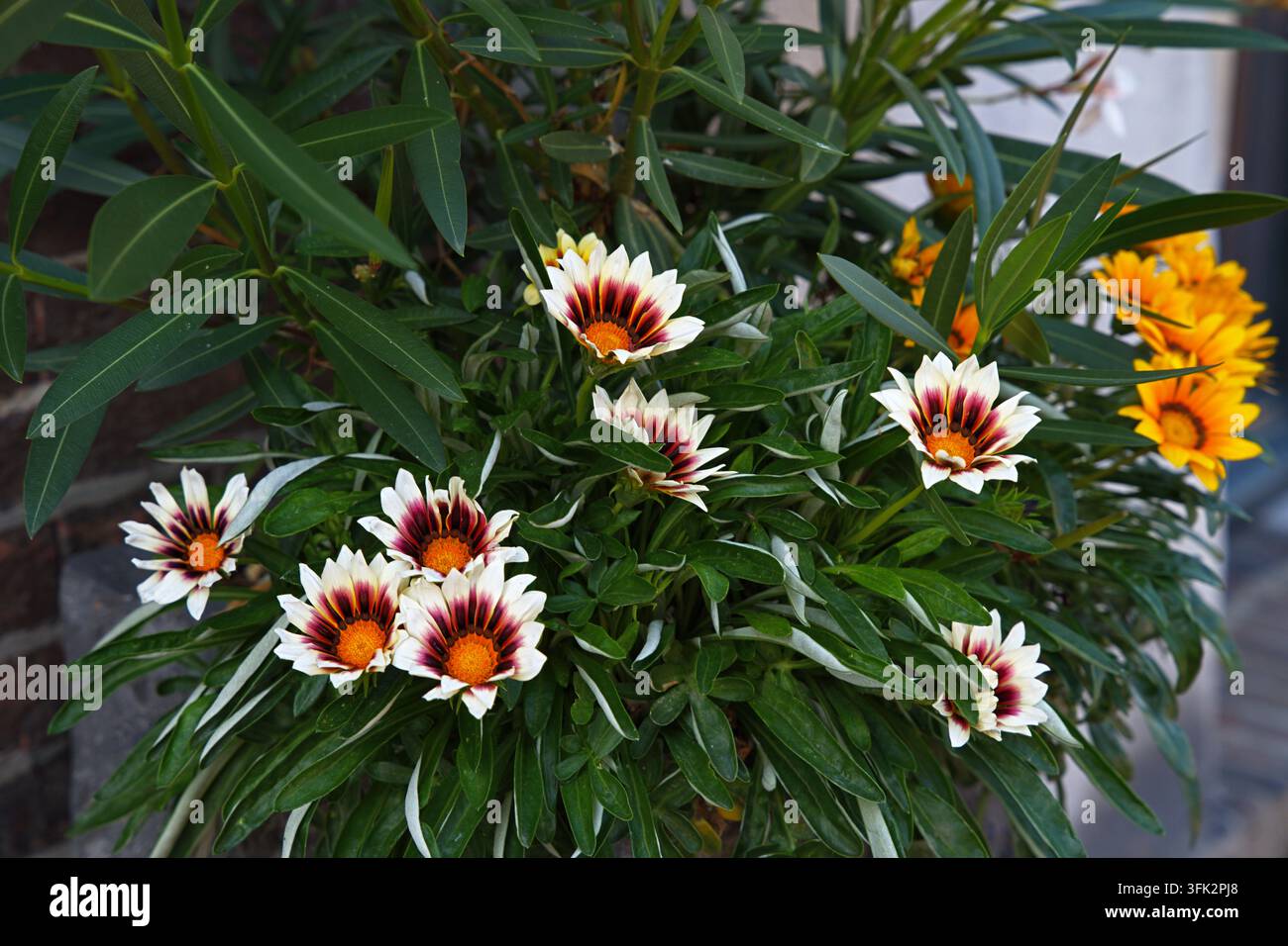 Blühende New Day Rose Stripe Gazanie . Hochwertiges Foto Stockfoto
