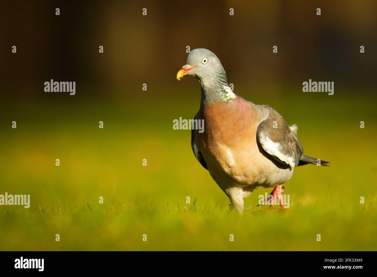 Gemeiner Waldtaube, Columba palumbus, mittelschrittig gehend mit leuchtend roten Beinen, Futterstück im Schnabel, Dreiviertelansicht, Gegenlicht zur Goldenen Stunde, dynamisch Stockfoto