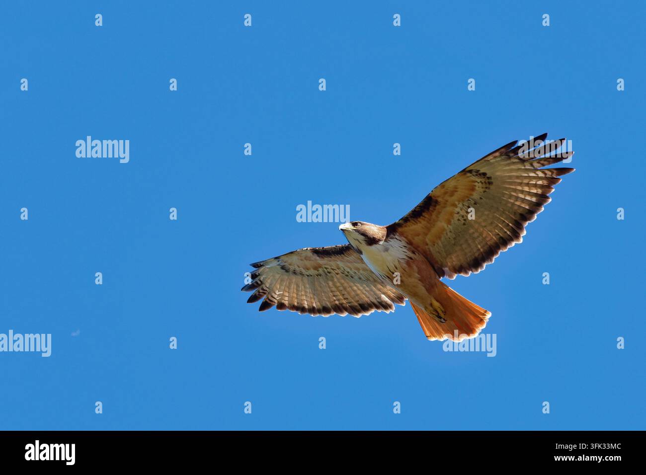 Rotschwanz-Bussard Buteo jamaicensis schwebt mit weit ausgebreiteten Flügeln vor blauem Himmel, Kurvenflug, rötliche Schwanzspitze gefächert, gesprenkeltes braunes Gefieder, Costa Ri Stockfoto