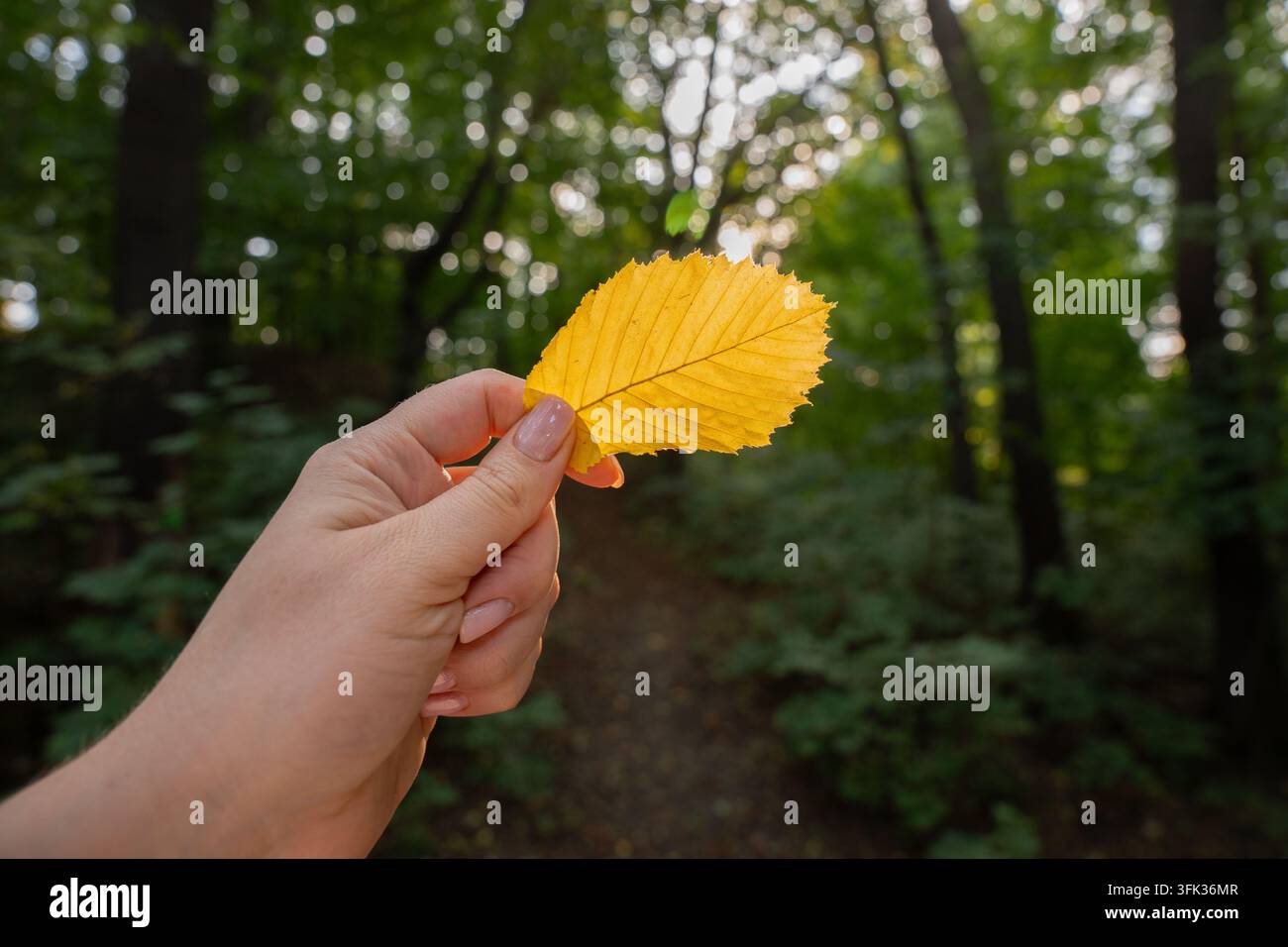 Frau Hand hält ein hellgelbes Herbstblatt in grünen Wäldern Stockfoto