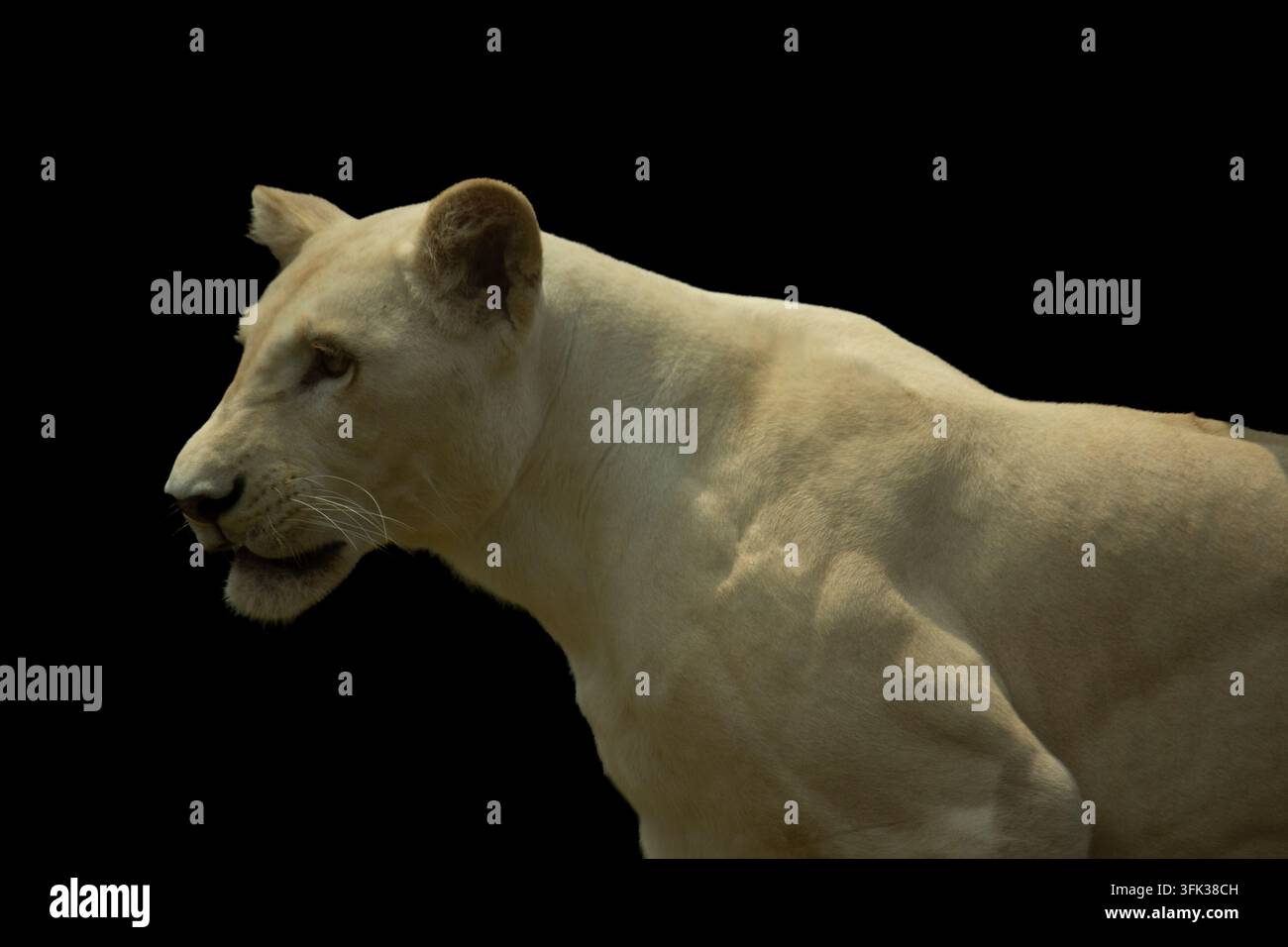 Seitenansicht einer kraftvollen weißen Löwin, die isoliert auf schwarzem Hintergrund läuft Stockfoto