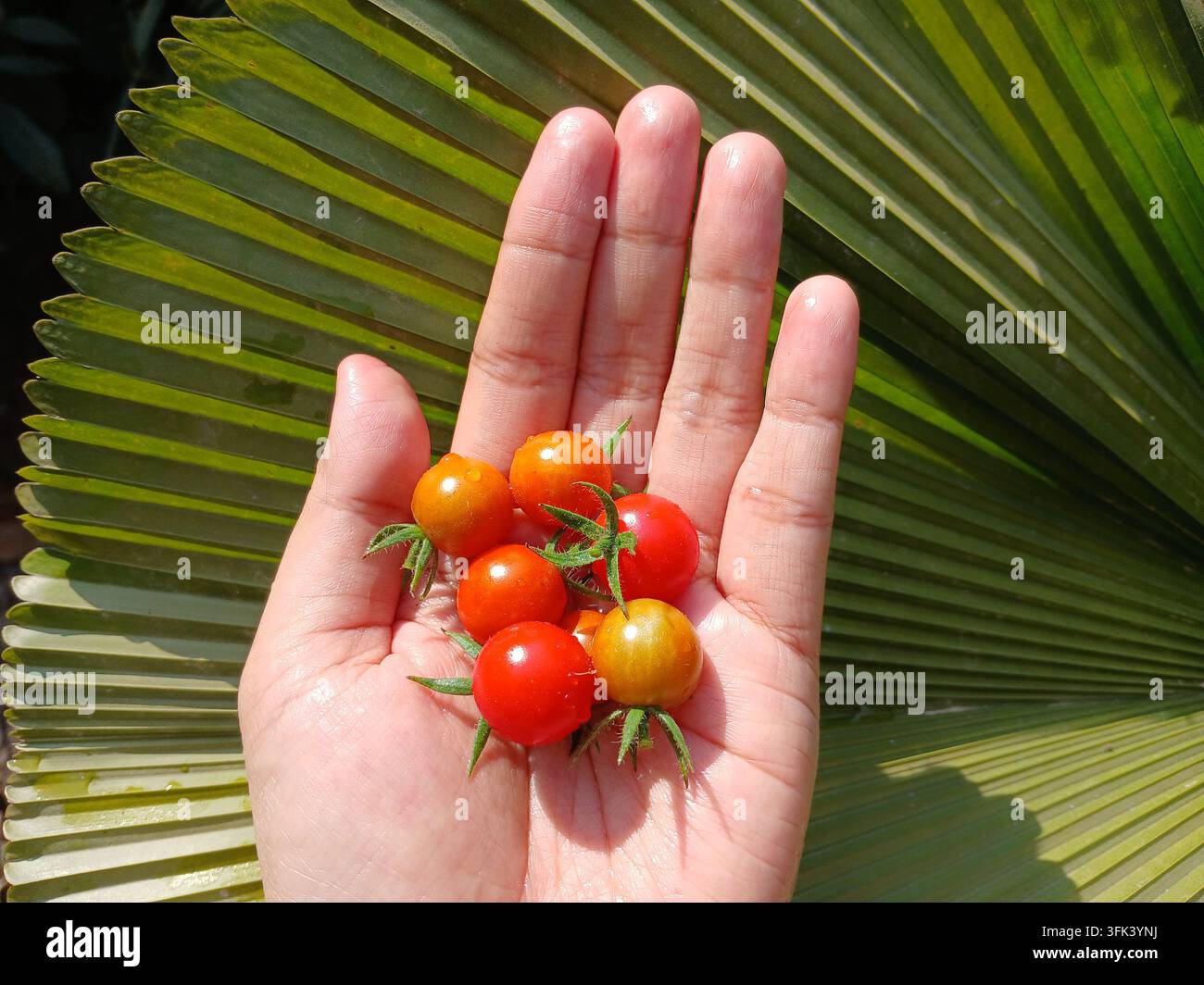 Hand, die sechs frische Bio-Kirschtomaten über einem Palmblatt-Hintergrund in einem tropischen Garten hält - Smartphone-aufgenommenes Stockfoto