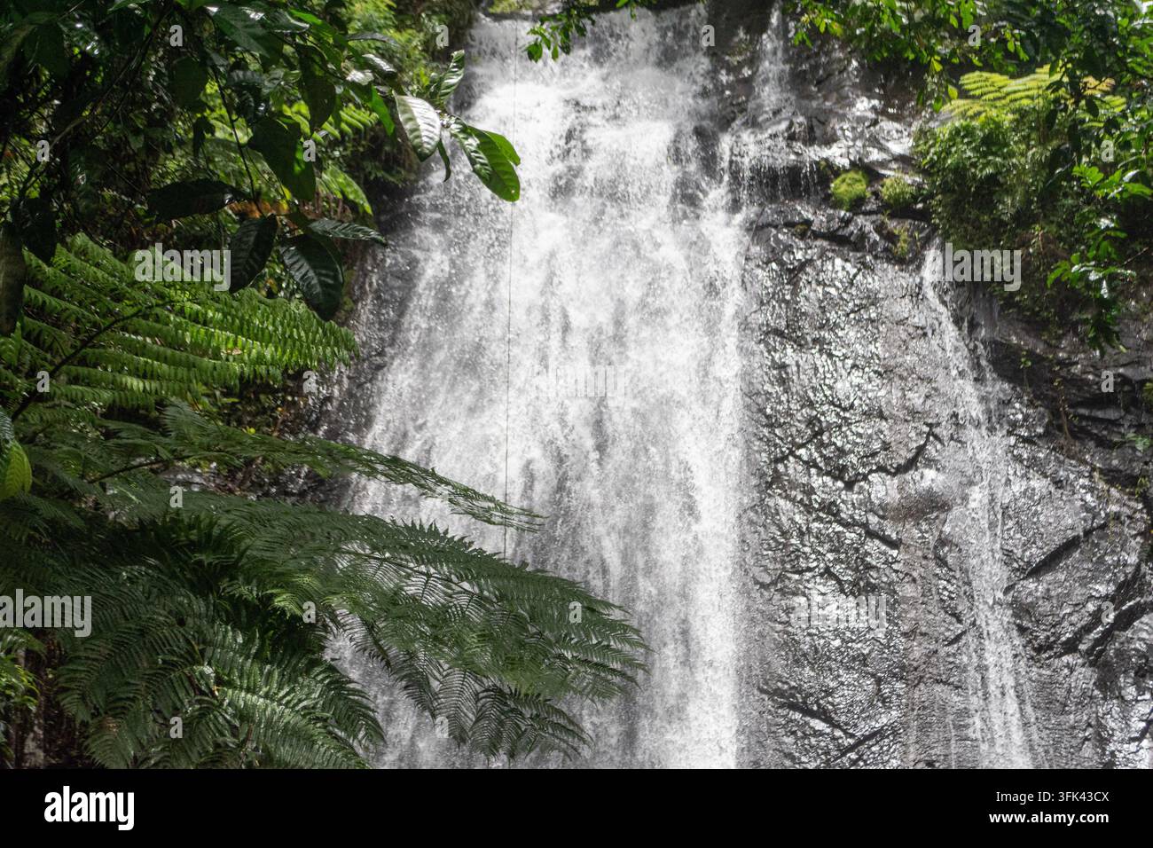 Tropischer Wasserfall stürzt eine dunkle Felswand im El-Yunque-Regenwald in Puerto Rico hinab Stockfoto