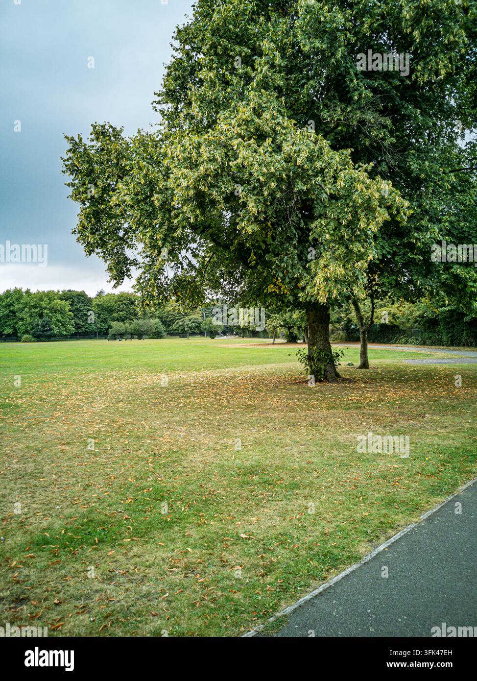 Eine Weitwinkelaufnahme eines öffentlichen Parks mit einem großen, üppigen grünen Baum rechts und einer weiten Fläche aus grünem Gras, das mit gelben und braunen abgefallenen Blättern übersät ist Stockfoto