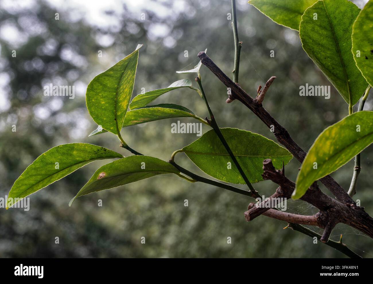 Blätter einer Pflanze, die einem Zitrusbaum ähnelt (Familie Rutaceae), mit abwechselnden, glänzenden grünen Blättern und kleinen holzigen Dornen entlang des Stängels. Stockfoto