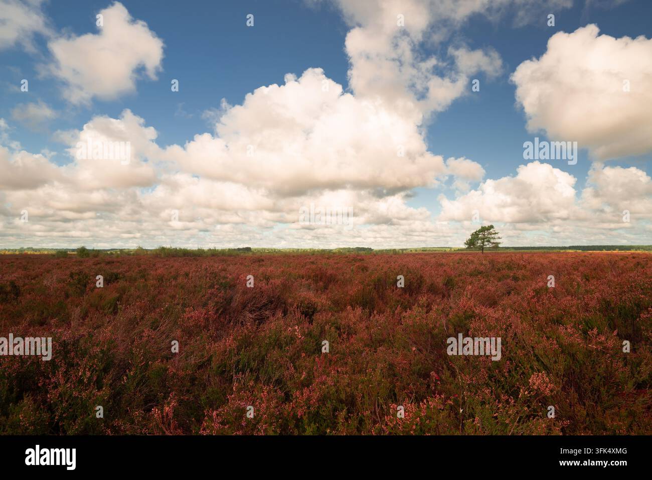Heide in Blüte im September Stockfoto