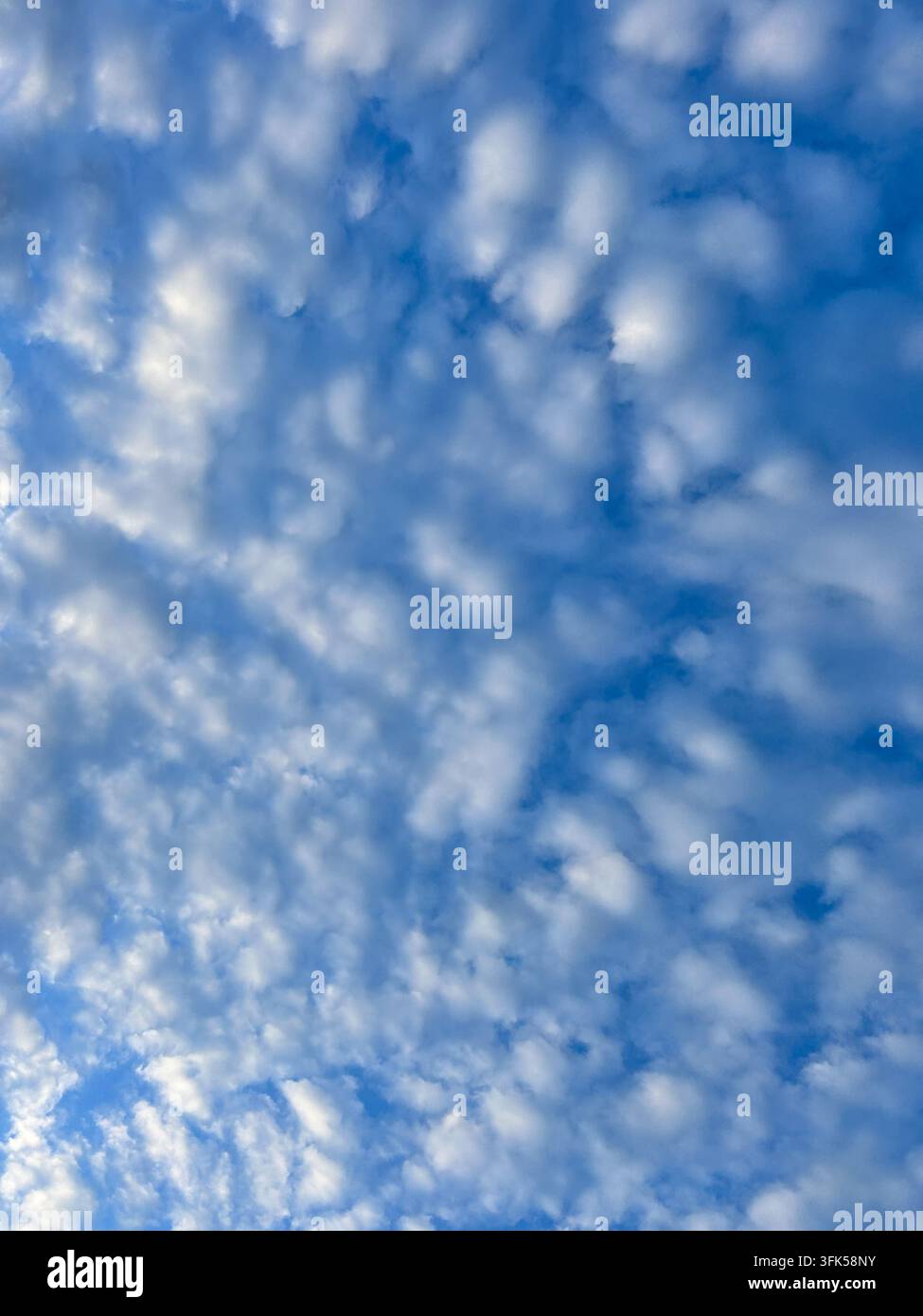 Ein dichtes Muster aus flauschigen weißen Altokumuluswolken, die über einen lebhaften blauen Himmel verstreut sind und einen natürlichen strukturierten Hintergrund bilden. - Smartphone-aufgenommenes Stockfoto