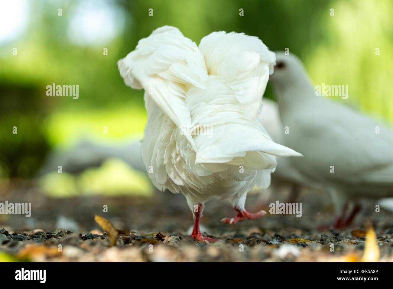 Weißer prächtiger Tauber mit ausgefächerten Schwanzfedern Stockfoto