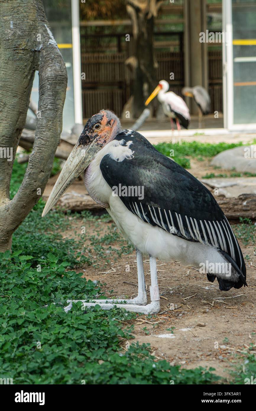 Marabu-Störche, die auf dem Gras in einem Zoo ruhen Stockfoto
