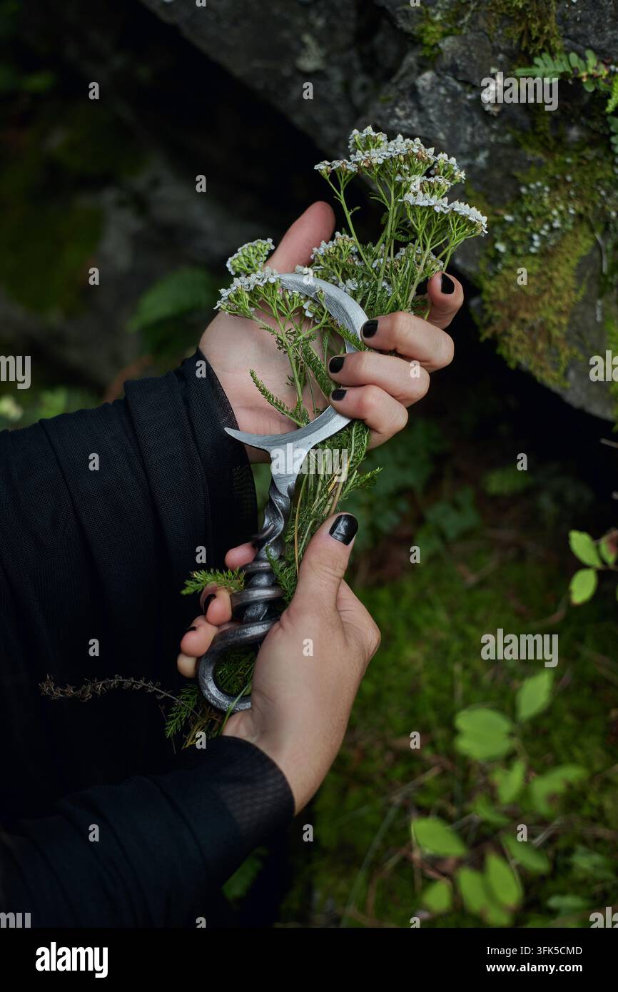 Finger krümmen sich um das kleine Bündel neben der Sichelklinge, während die untere Hand ihren dunklen Griff stabilisiert. Weiches Außenschattenlicht verleiht dem inszenierten Detail Stockfoto