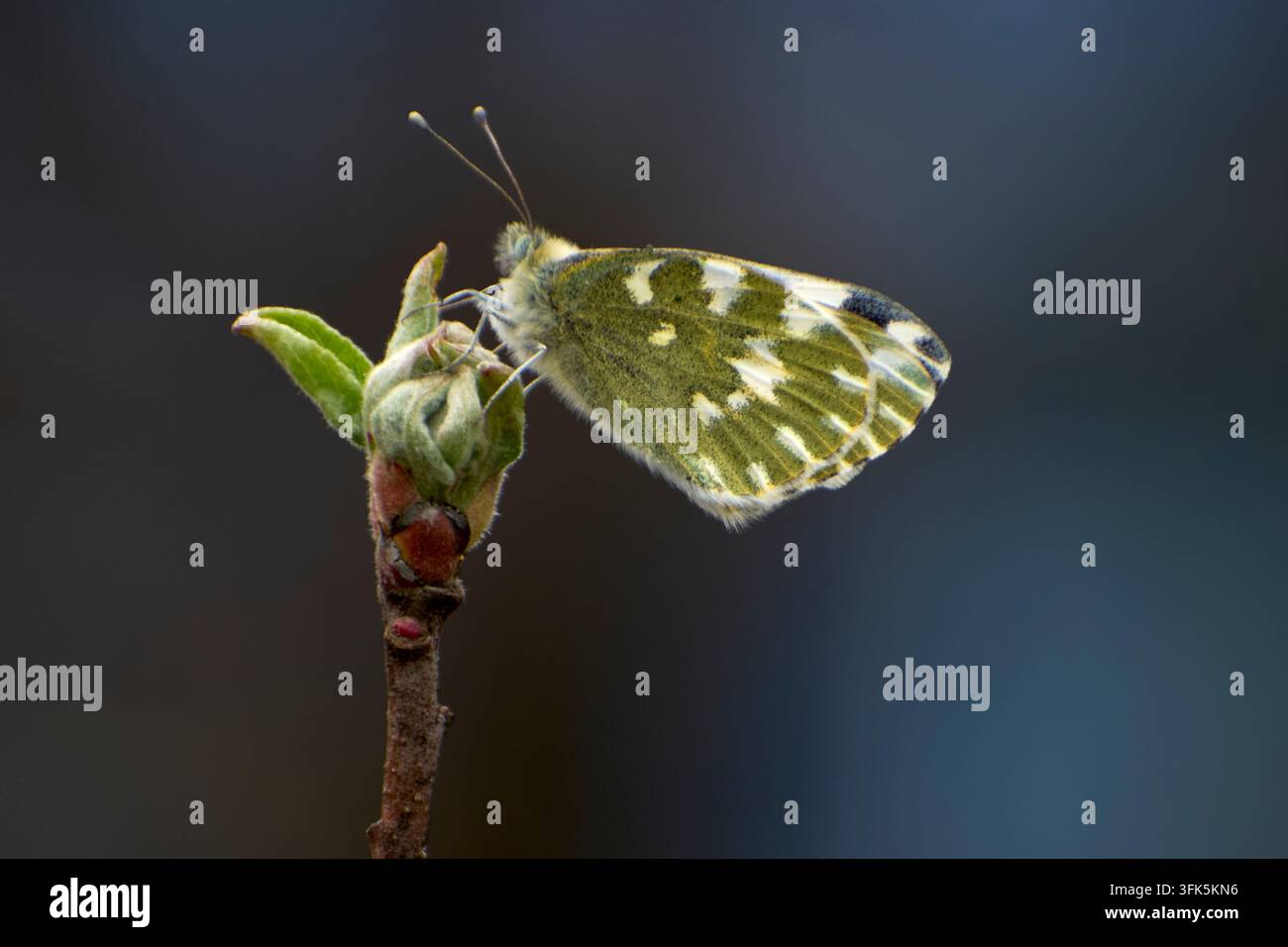 Hellfarbener Schmetterling sitzt auf einem Apfelbaumzweig im Garten im Frühling Stockfoto