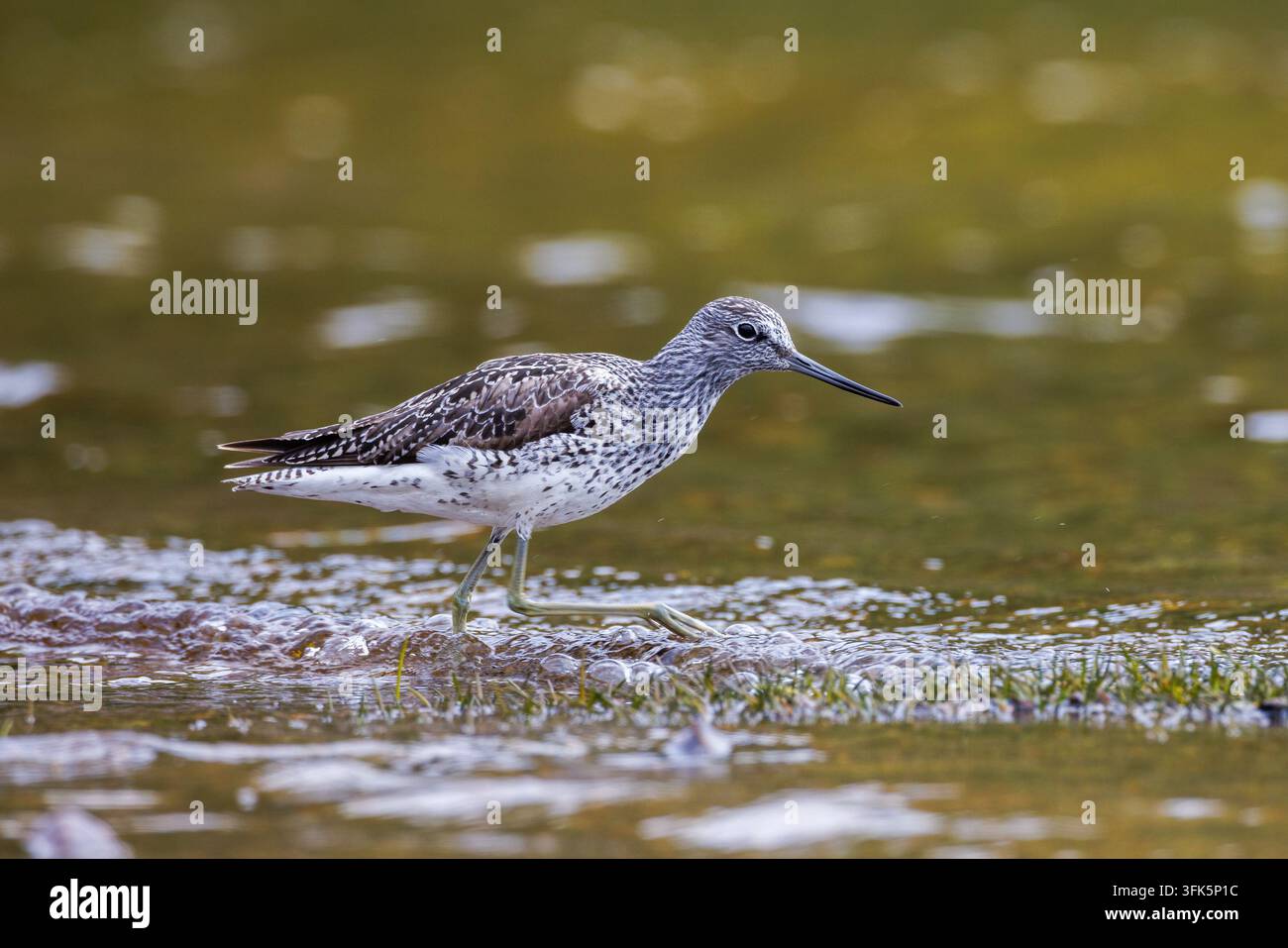 Grauschnäpper watet und füttert entlang eines Loch-Ufers in einem flachen Wasserhabitat Stockfoto