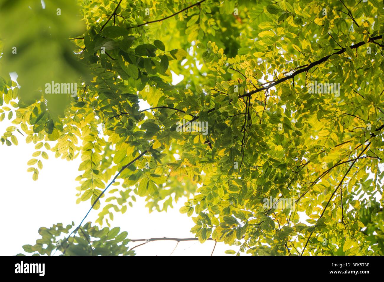 Niedriger, gegen das Licht aufgenommenes Bild von durchscheinenden grünen Blättern vor dem Himmel Stockfoto