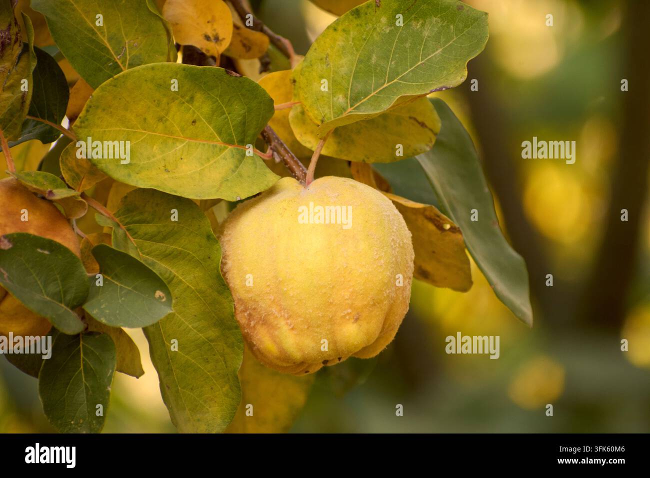 Gelbe reife Quitten am Baum im Herbst Stockfoto