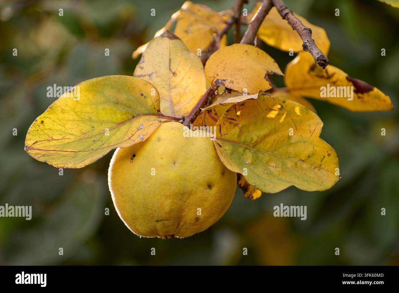 Gelbe reife Quitten am Baum im Herbst Stockfoto