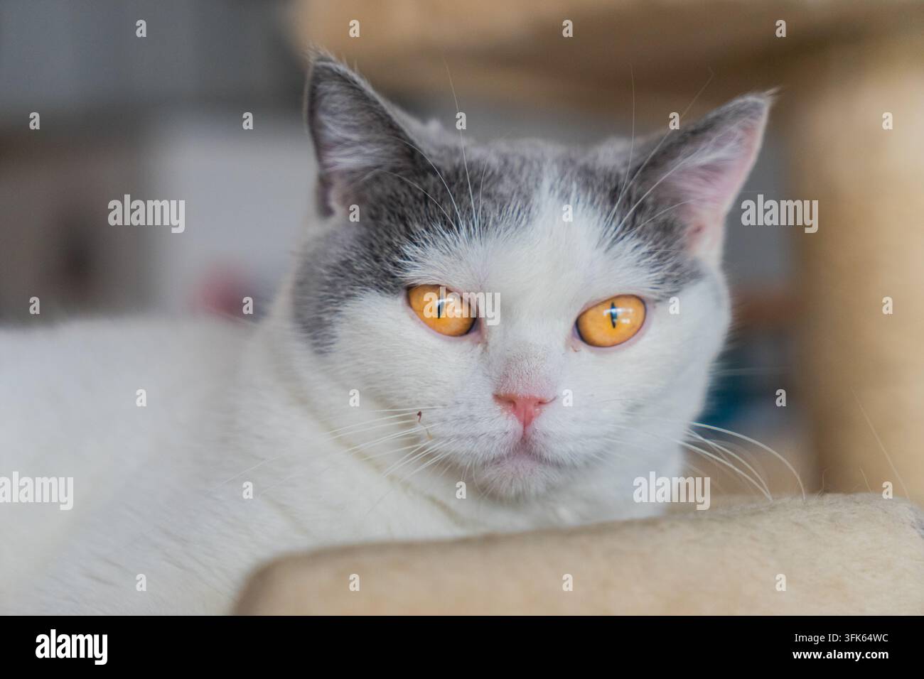 Britisch Kurzhaar blaue und weiße Katze liegt auf einem Katzenbaum und schaut direkt in die Kamera Stockfoto