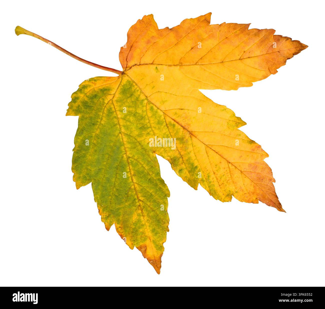 Herbst Blatt isoliert auf weißem Hintergrund Stockfoto