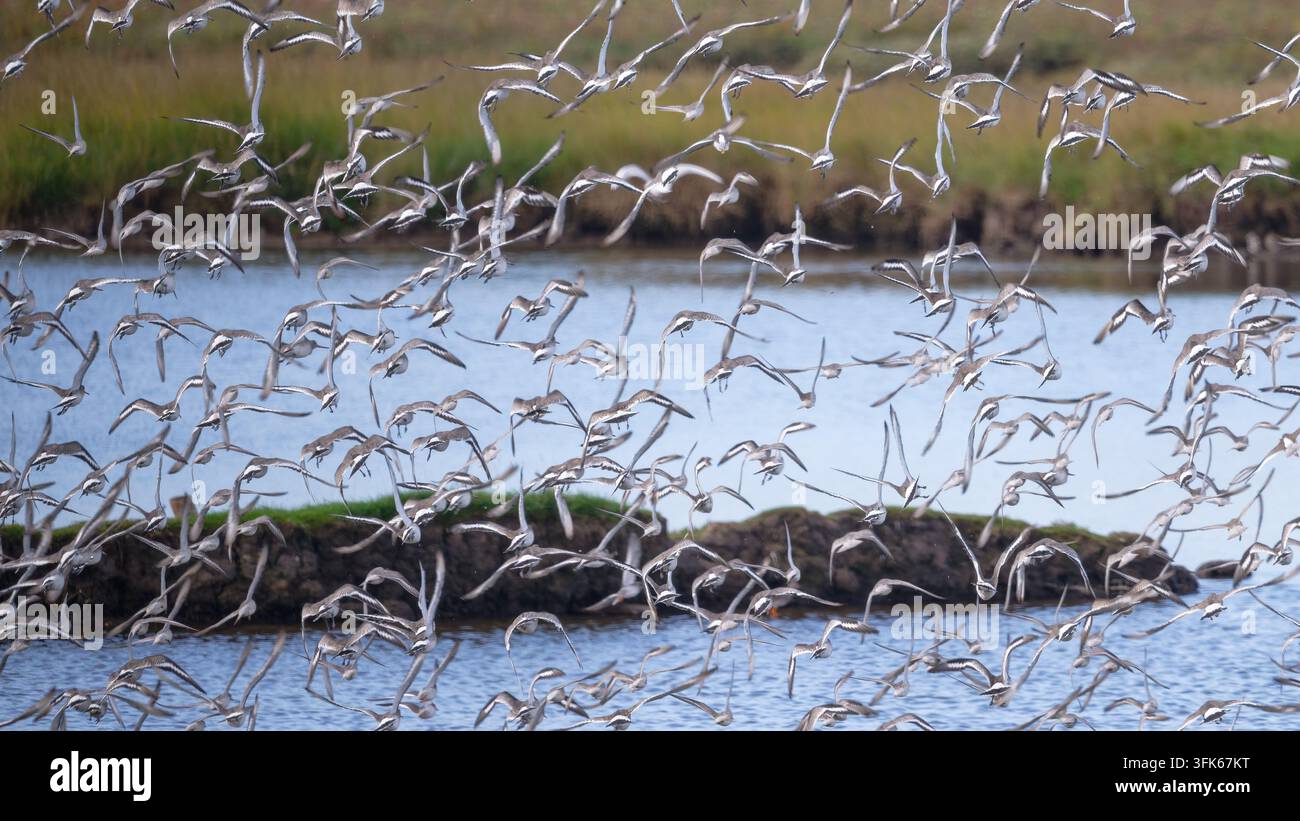 Große Schar von schwarzschwänzigen Triele, die über Lebensraum im Feuchtgebiet des WWT Llanelli Wetland Centre, Carmarthenshire, Wales fliegen. Stockfoto