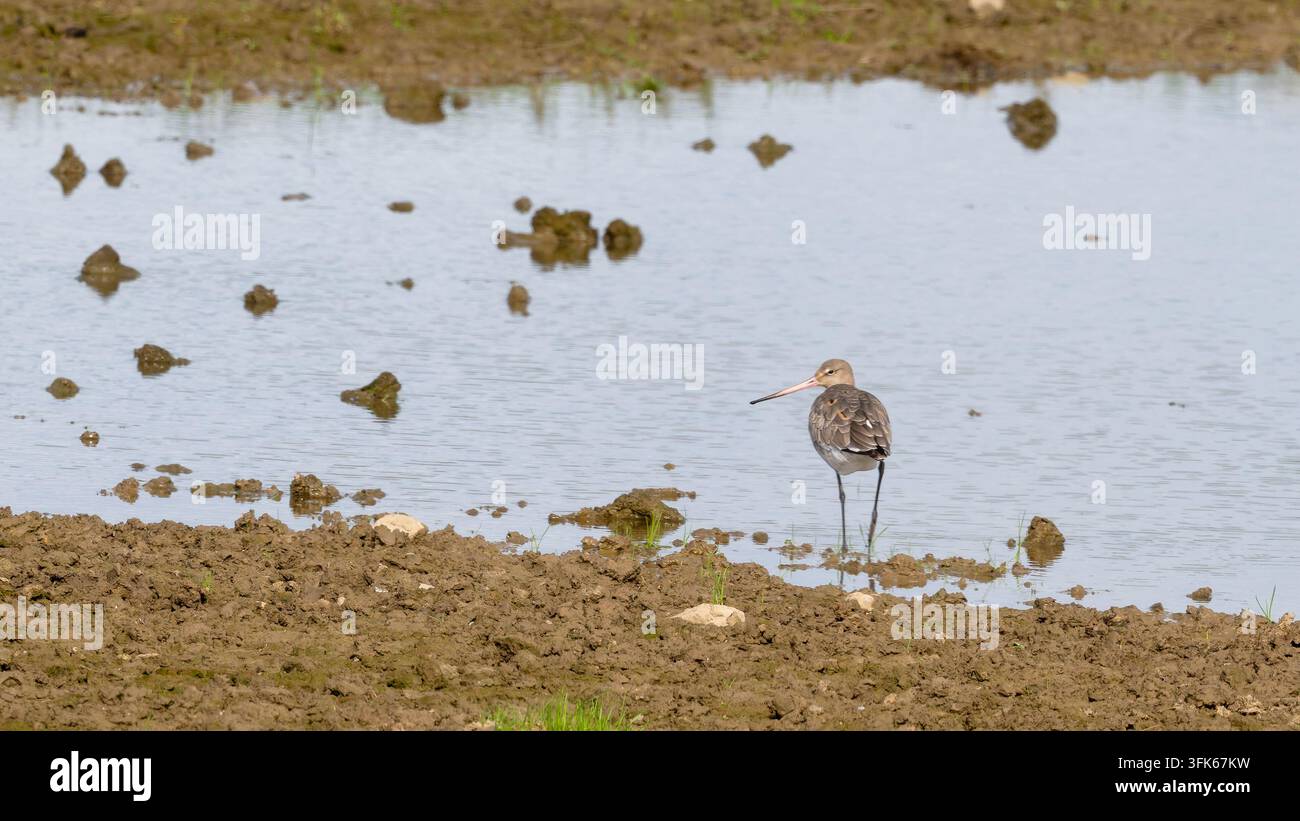 Schwarzschwanz-Triele steht in flachem Feuchtgebietswasser im Llanelli Wetland Centre, Carmarthenshire, Wales. Stockfoto