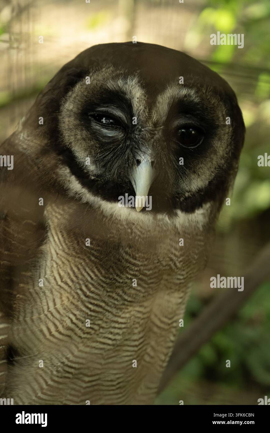 Ansicht einer braunen Waldohle mit dunklen Augen und kunstvollen Federmustern, die in einem natürlichen Lebensraum in der Nagaland-Division, Nagaland, Indien, sitzt. Stockfoto