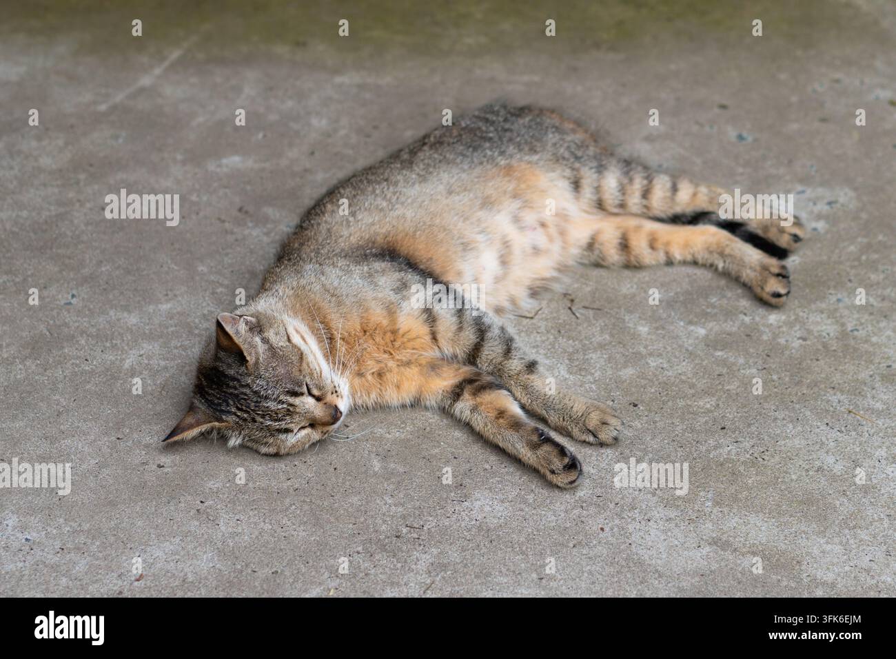 Hauskatze mit gestreiftem Fell liegt auf ihrer Seite auf Betonboden, fest schlafend Stockfoto
