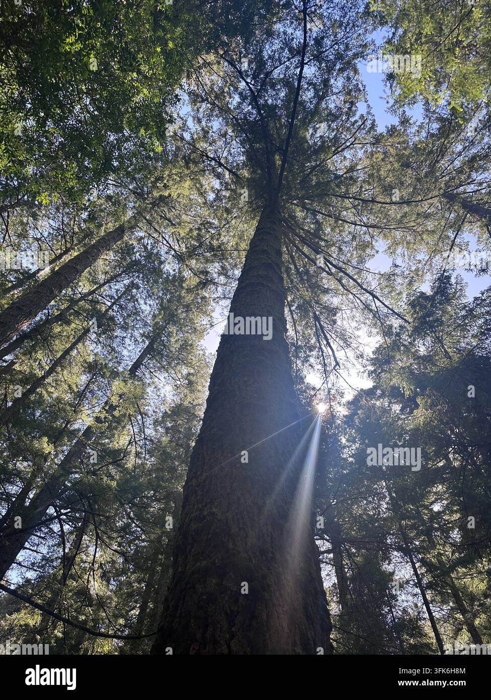 Natürlicher Sonnenstrahl neben einem hoch aufragenden Baum in einem Wald in Kalifornien - Smartphone-aufgenommenes Stockfoto