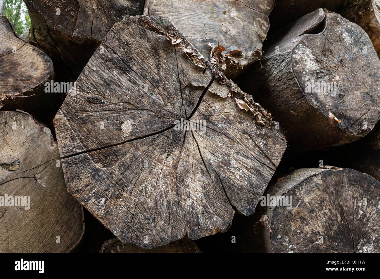 Nahaufnahme von geschnittenen Holzstämmen, die kreisförmige Holzmaserung und natürliche Texturen zeigen. Stockfoto