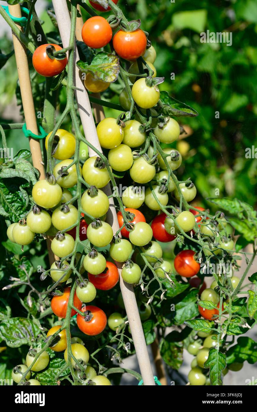 Bite Size (Sorte) Kirschtomaten, die an der Rebe reifen, Chard, Somerset, UK. Stockfoto