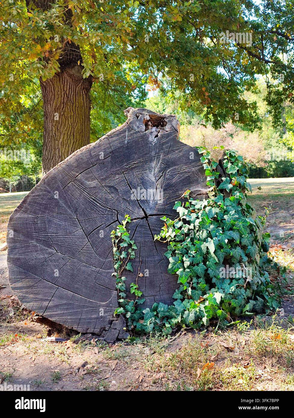 Nahaufnahme eines massiven alten Baumstumpfs, teilweise mit grüner Efeu bedeckt, in einem friedlichen Park an einem sonnigen Tag. Natürliche Holztextur und Wachstumsringe schaffen. - Smartphone-aufgenommenes Stockfoto
