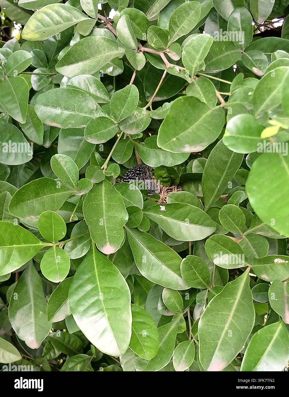 kleiner Vogel, der sich zwischen grünen Blättern versteckt Stockfoto