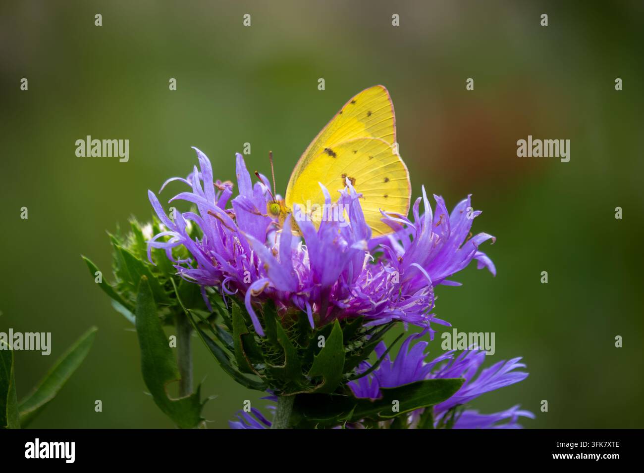 Orangeschwefel oder Luzernefalter (Colias eurytheme) auf einer violetten Blüte. Raleigh, North Carolina. Stockfoto