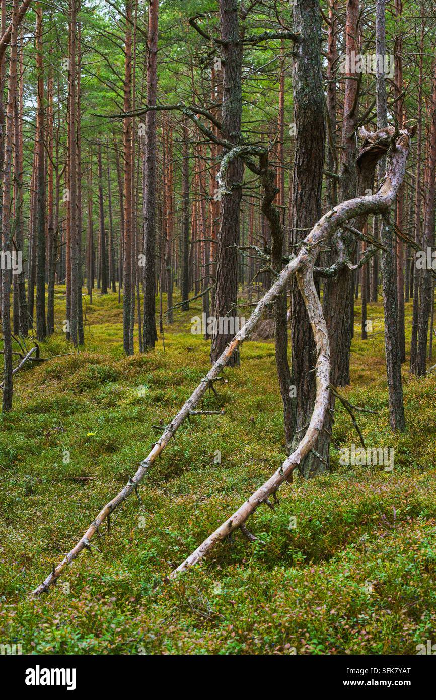 Vertikale Ansicht eines verdrehten Totholzes in einem Kiefernwald Stockfoto