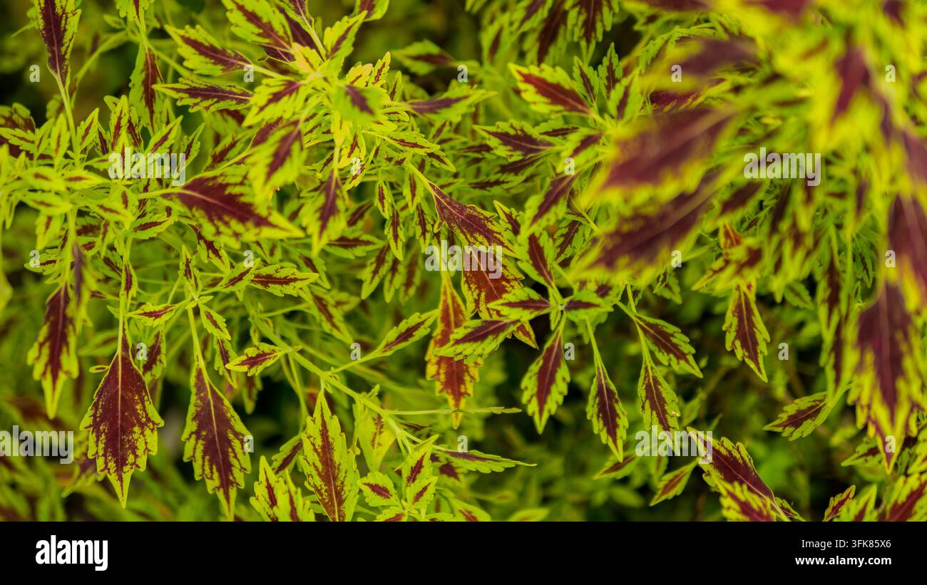 Lebendige zweifarbige Japanische Ahornblätter Nahaufnahme, Chartreuse und Burgunderroter Acer palmatum Blattwerk — Auffälliges Ziergartenkonzept Stockfoto