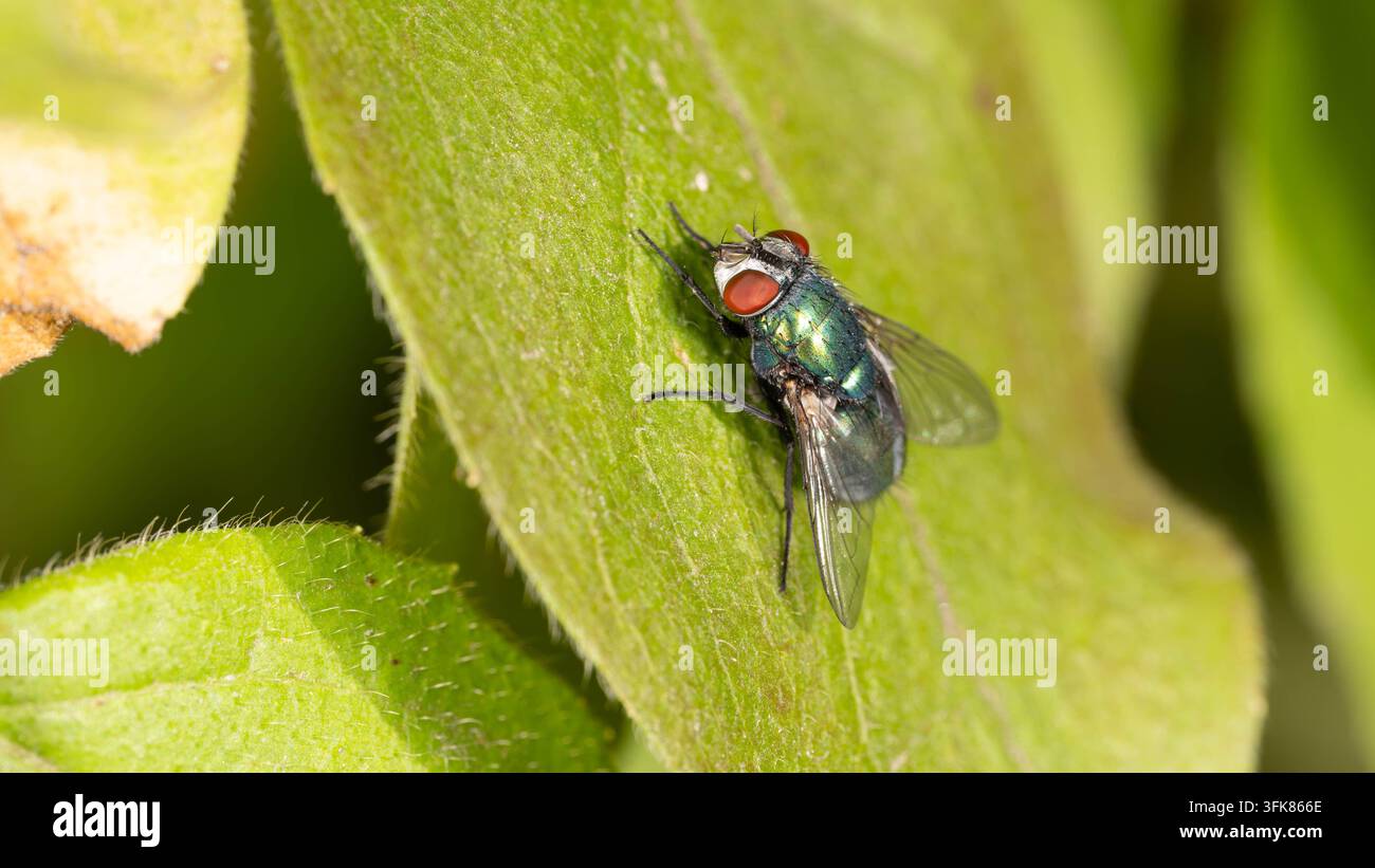 Metallisch grüne Fliege mit lebhaften roten Augen, die im natürlichen Licht auf einem grünen Blatt ruht. Stockfoto