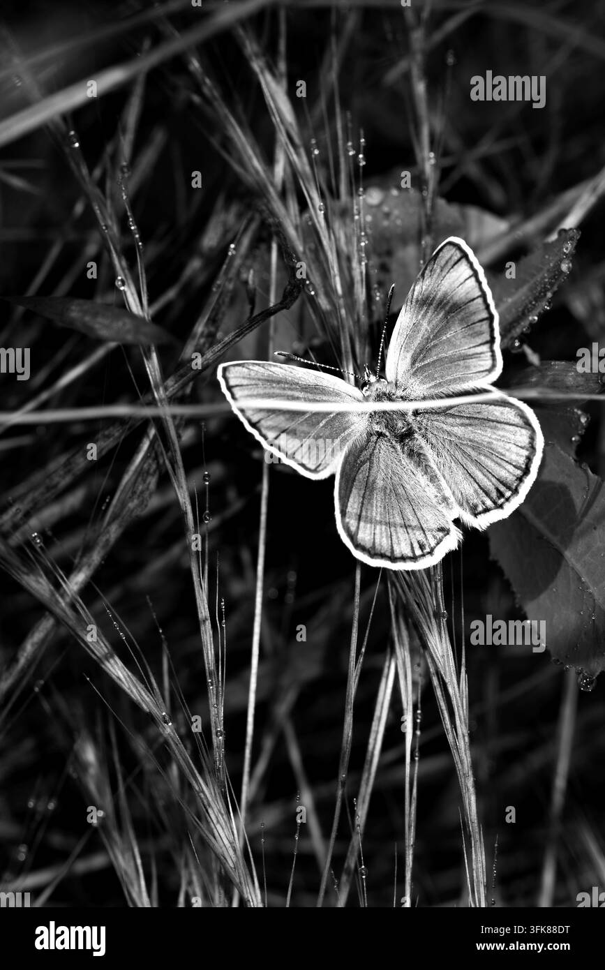 Künstlerischer Schwarz-Weiß-Makroaufnahmen eines Schmetterlings, der auf einer Wildblume in Monochromatur sitzt Stockfoto